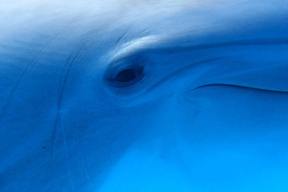 dolphin-touchscreen_main_nw_opt