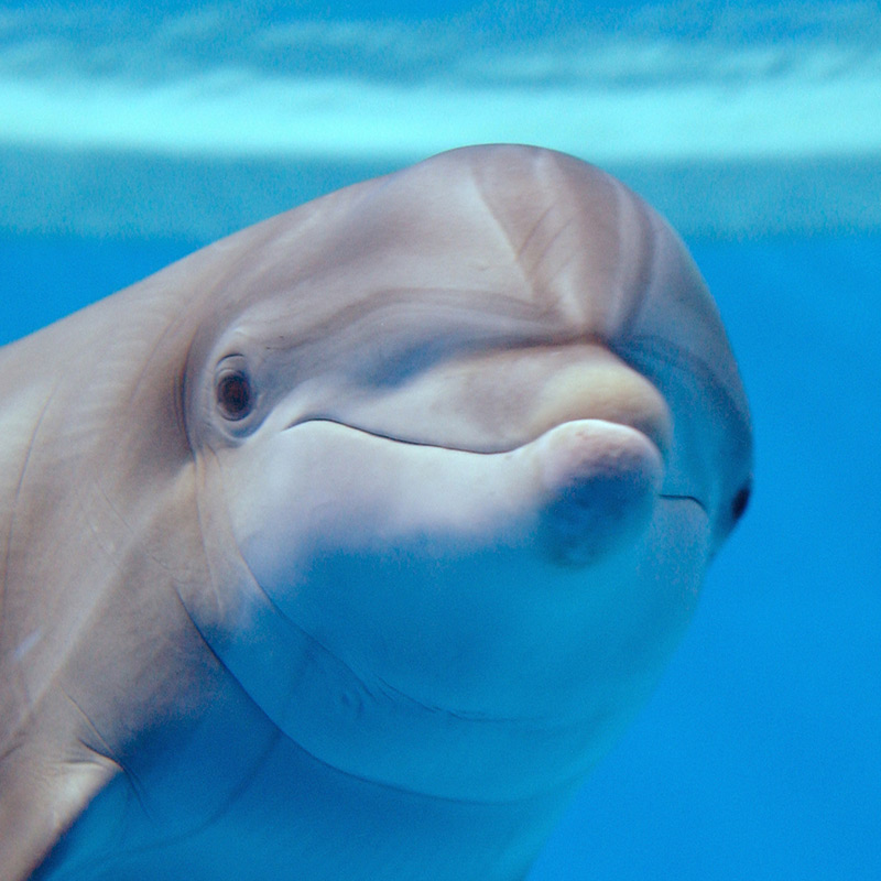tapeko-dolphin-03-aa
